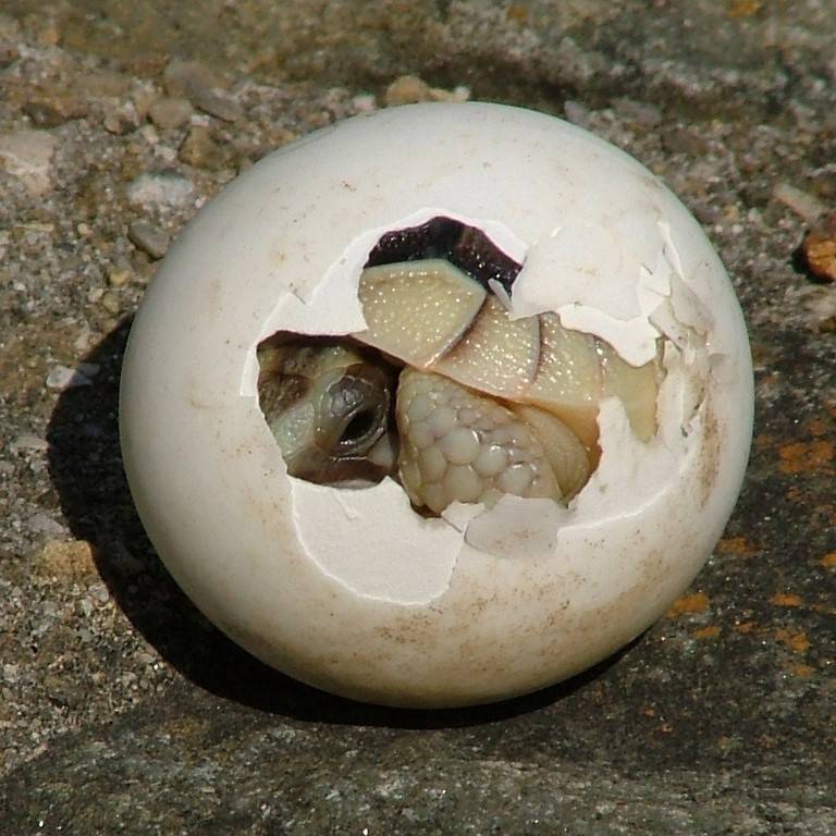 Черепашка в яйце