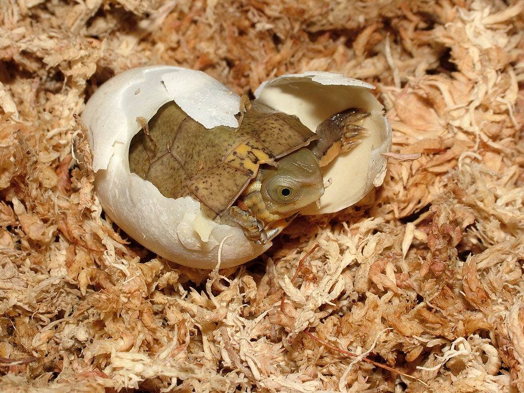 Черепашка вылезает из яйца