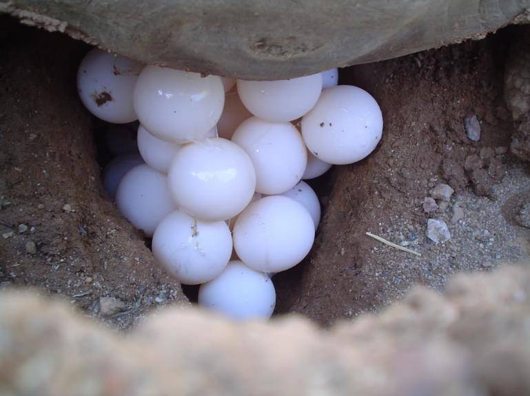 Яйца черепахи фото