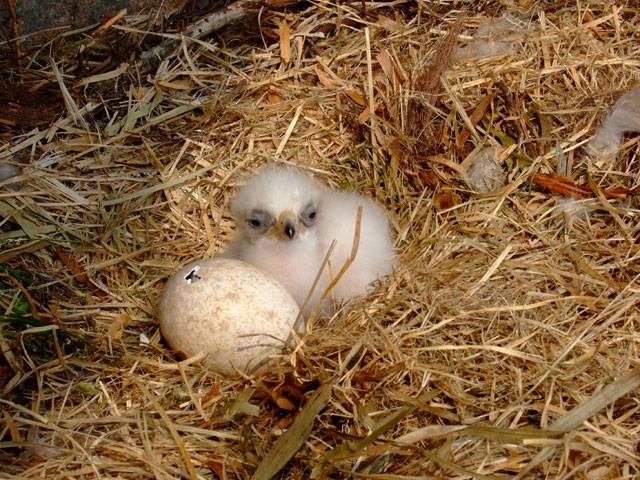 Яйцо орла и птенец в гнезде