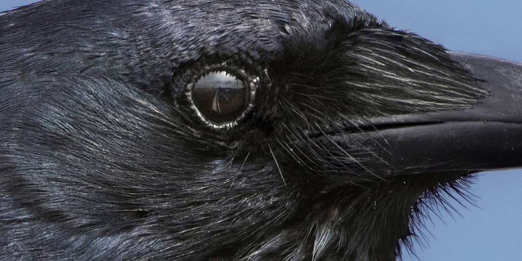 Птица с черным глазом. Ворона. Глаза ворона. Ворон глаз. Клюв ворона.
