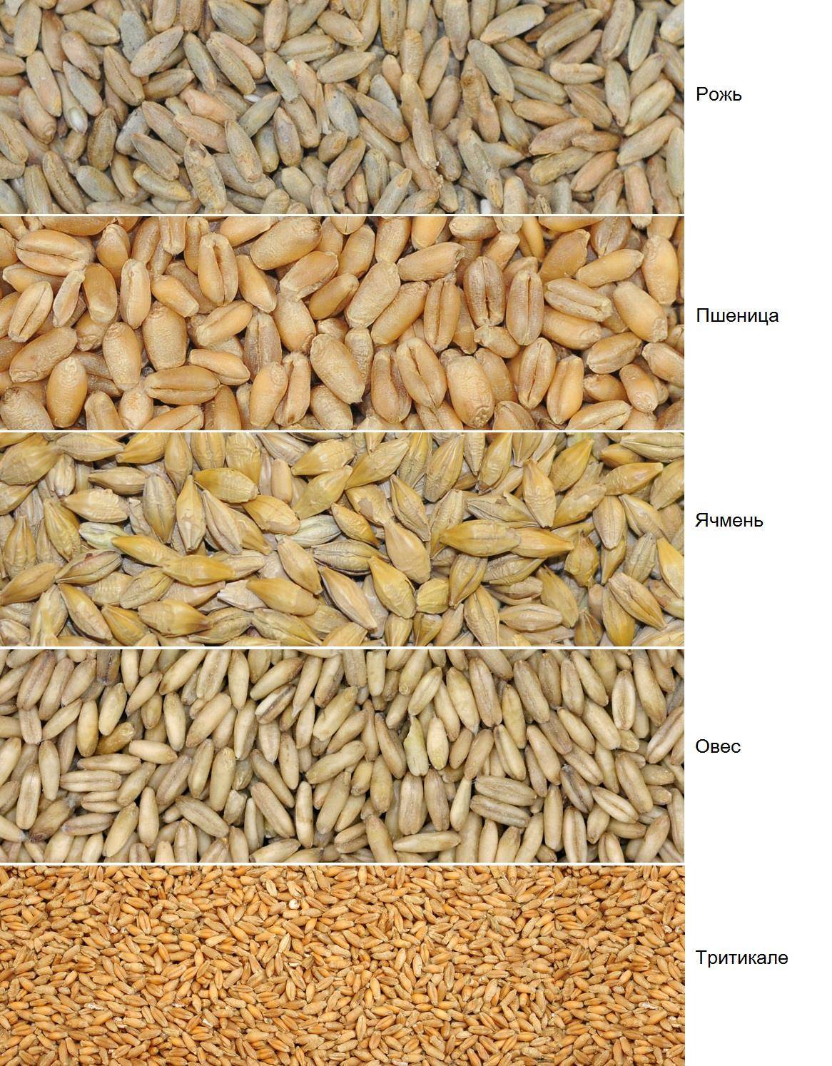 Чем отличается ячмень. Рожь пшеница ячмень тритикале. Пшеница рожь тритикале. Семена тритикале пшеница рожь. Пшеница, рожь, тритикале, ячмень и овес.