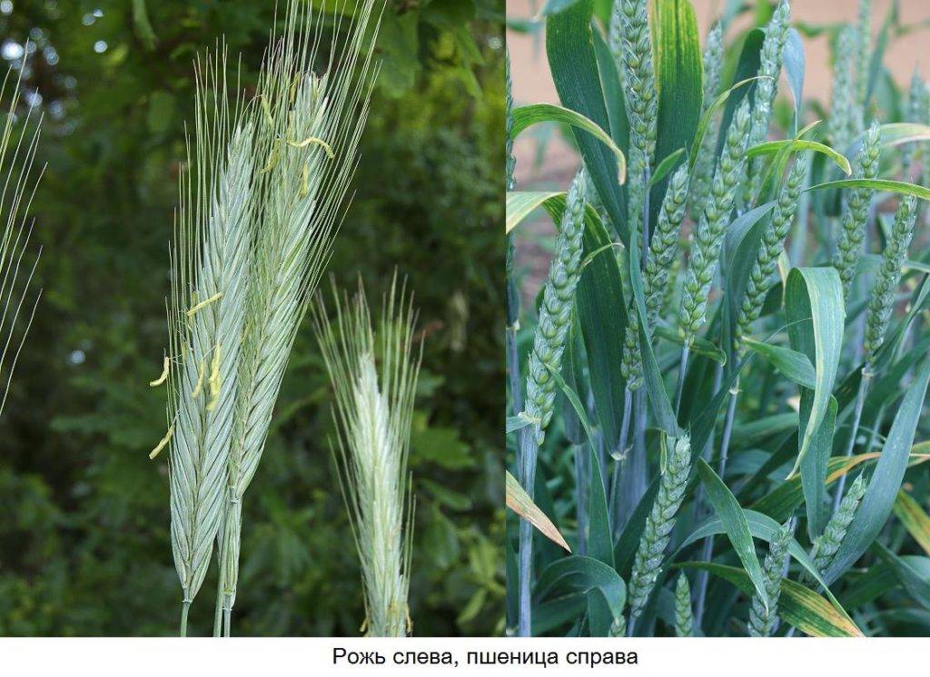 Пшеница и рожь отличия фото