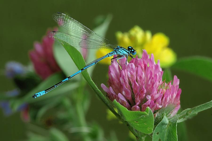 Стрекоза Стрелка южная (лат. Coenagrion mercuriale)