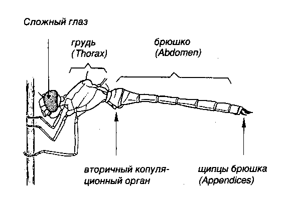 Строение стрекозы фото