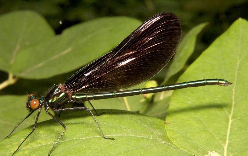 Чёрная стрекоза Calopteryx Maculata