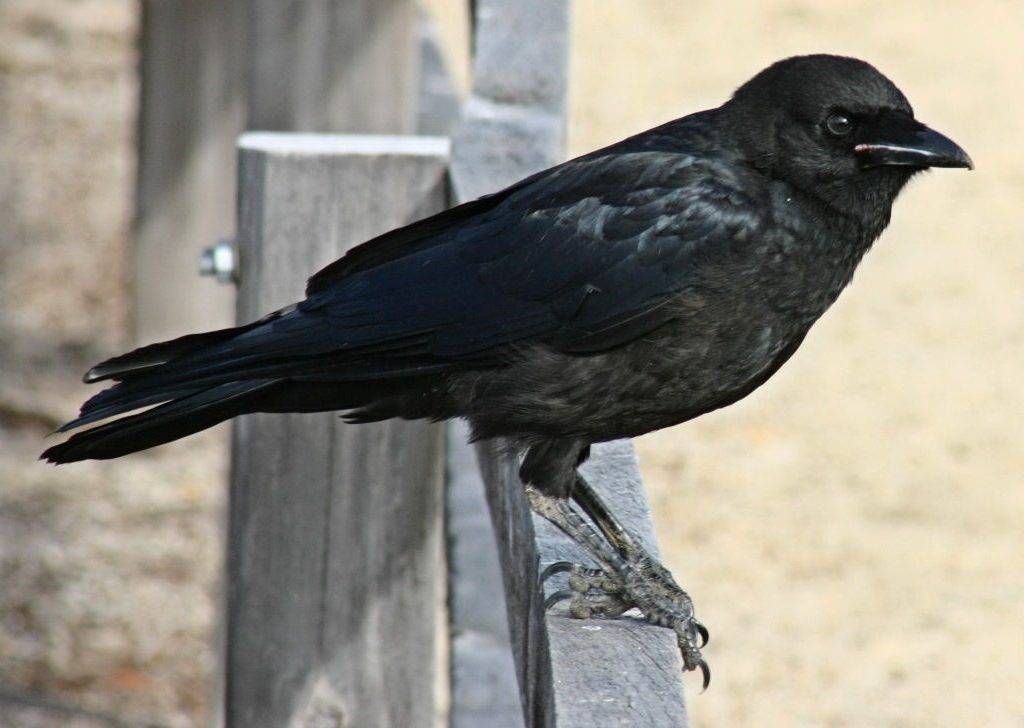 Crow язык. Corvus crassirostris. Южноавстралийская ворона. Грифовая ворона. Бронзовая ворона.