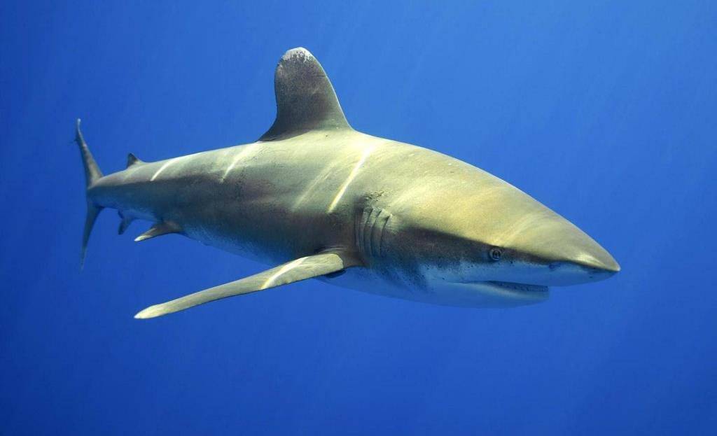 Акула-бык или серая бычья, тупорылая акула (лат. Carcharhinus leucas)