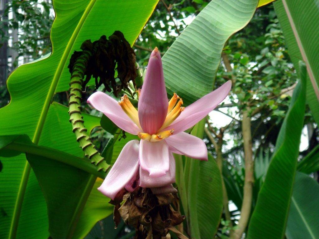 Банан Бальбиса (фруктовый) (лат. Musa balbisiana)