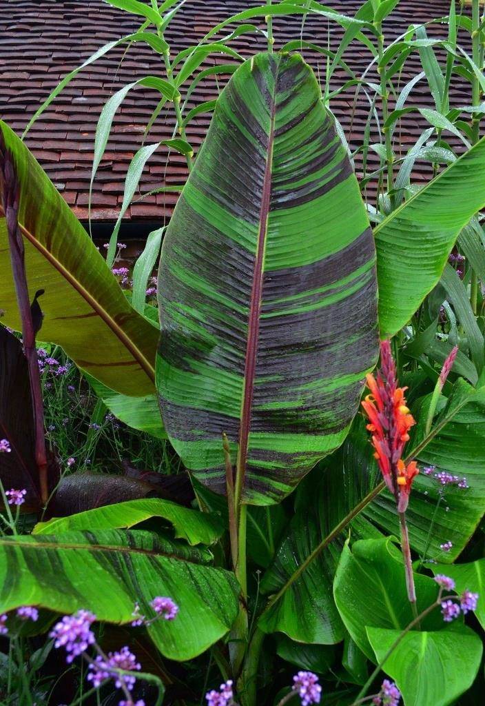 Банан дарджилингский (лат. Musa sikkimensis)