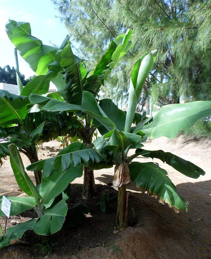 Банан заостренный (лат. Musa acuminata)