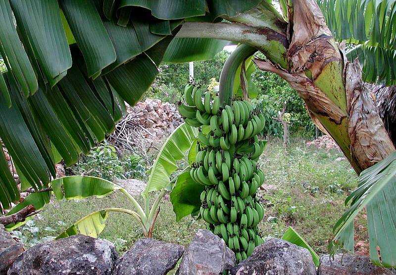 Банан райский (лат. Musa paradisiaca)