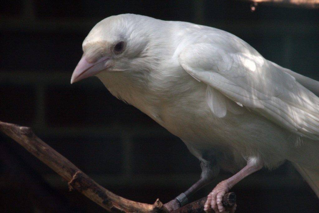 Белая ворона фото
