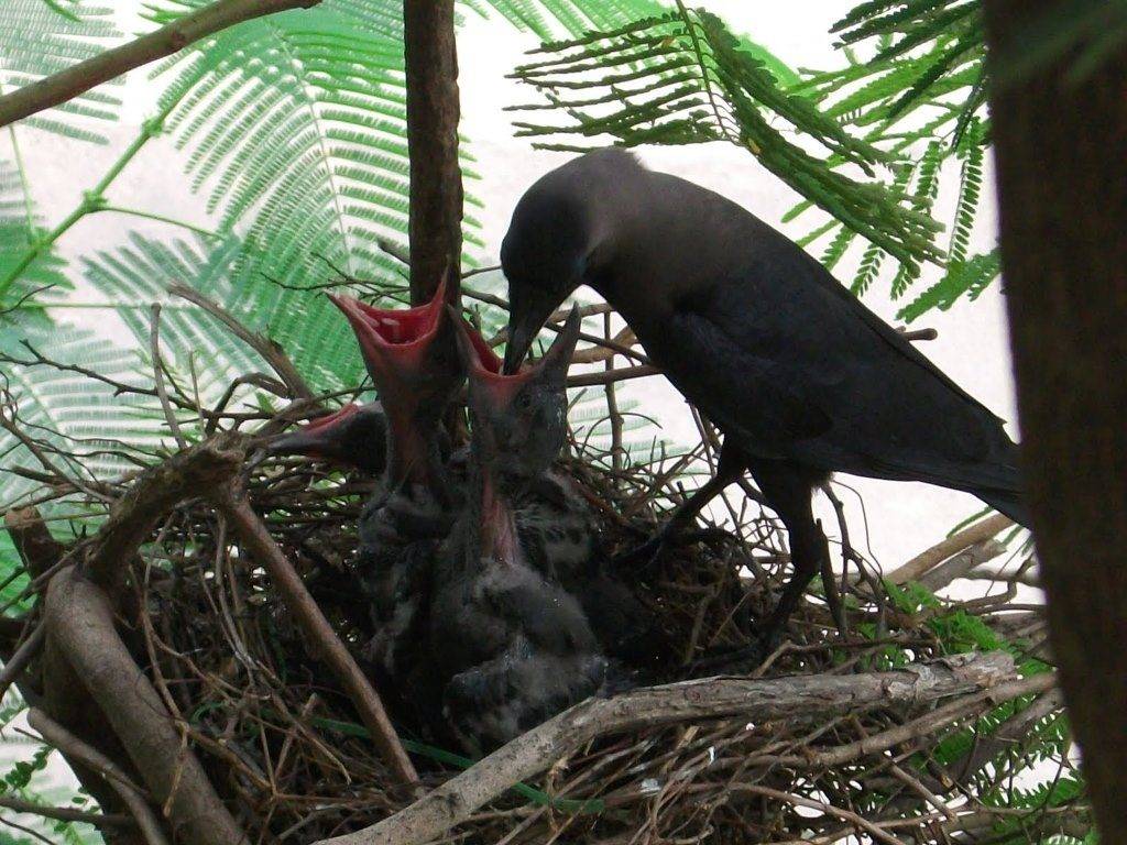Ворона кормит птенцов