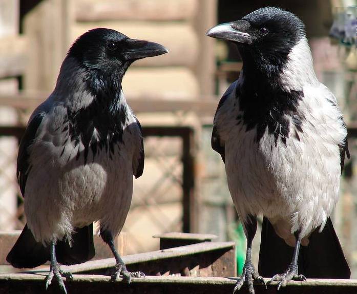 Ворона самец и самка фото