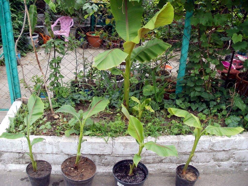 Выращивание бананов из семян в домашних условиях