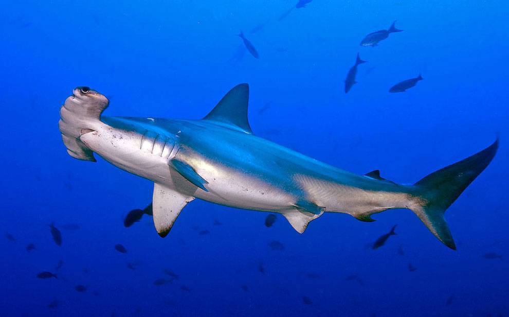 Гигантская акула-молот (лат. Sphyrna mokarran)