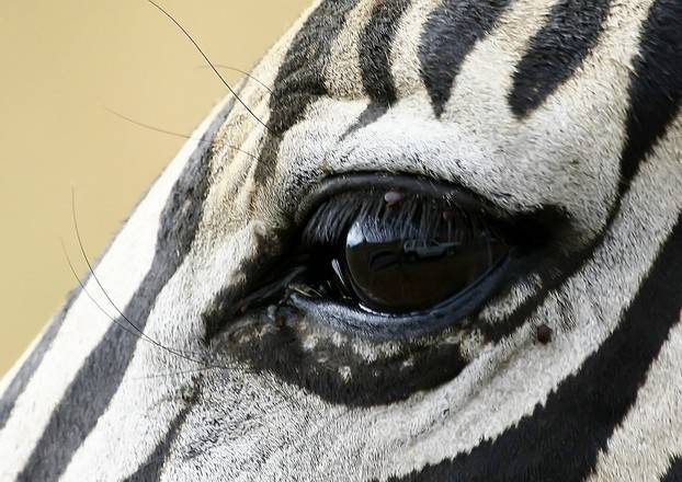 Глаза зебры фото