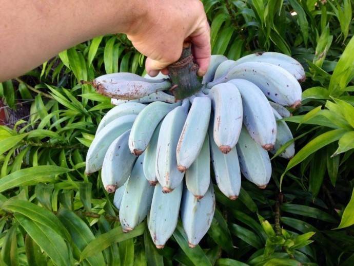 Голубой бирманский банан (лат. Musa itinerans)