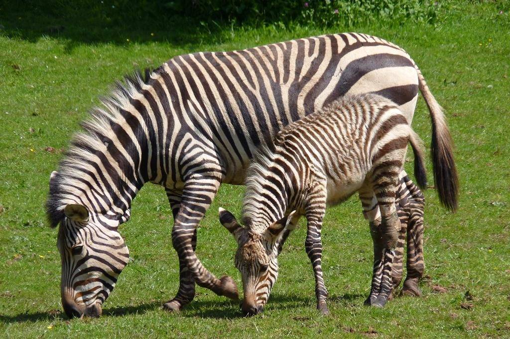 Зебра Хартмана (лат. Equus zebra hartmannae)