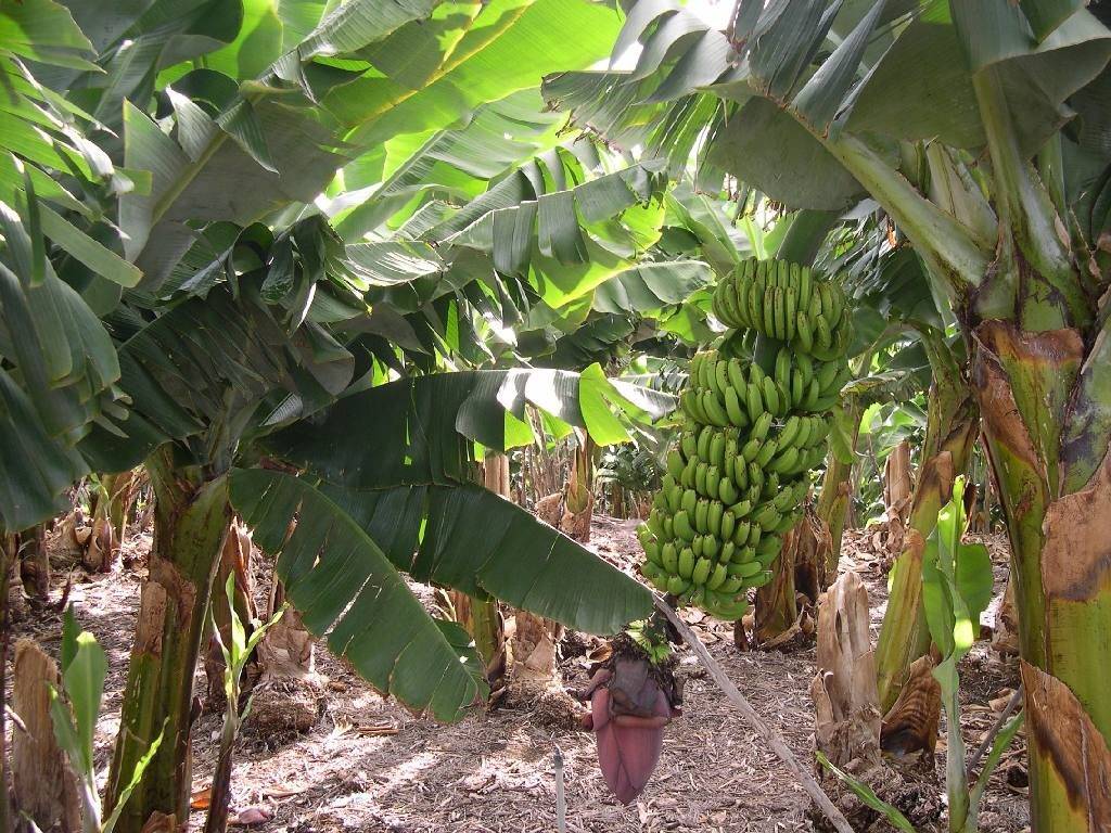 Как растут бананы фото