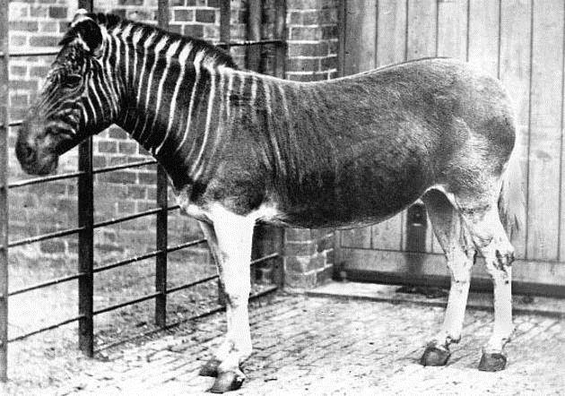 Квагга (вымершая зебра) (лат. Equus quagga quagga)