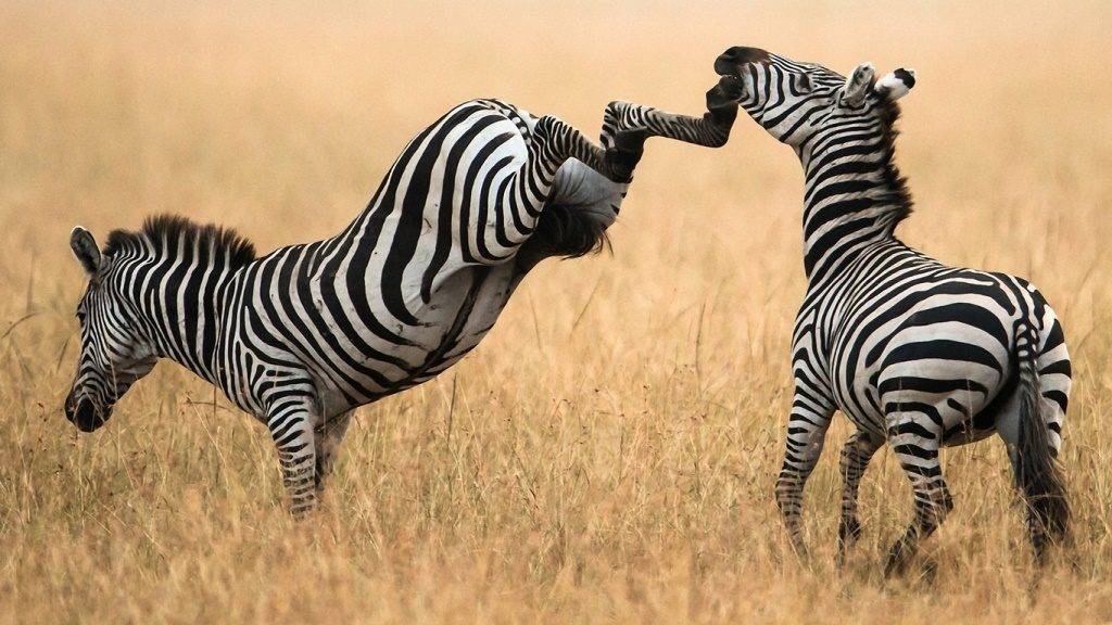 Копыта зебры