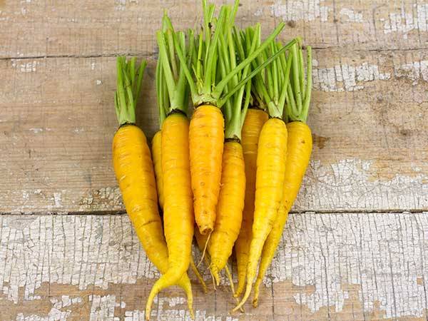 Кормовой сорт моркови Лобберихская желтая