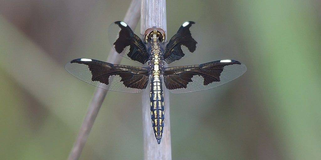Красивая стрекоза Palpopleura Portia