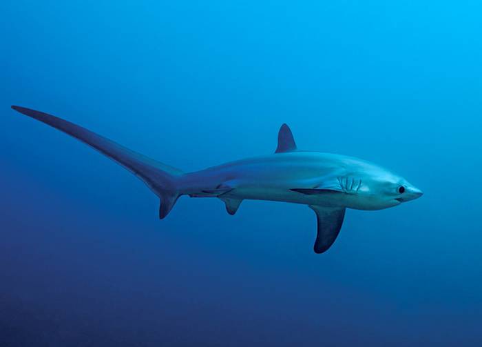 Лисья акула (морская лисица) (лат. Alopias vulpinus)