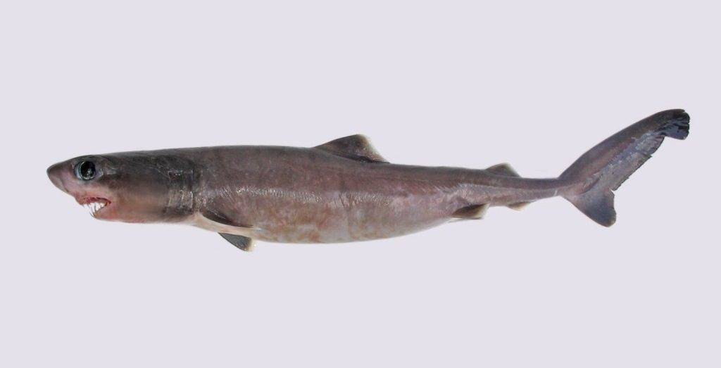 Ложнопесчаная акула (лат. Pseudocarcharias kamoharai)