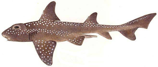 Мозамбикская бычья (африканская рогатая) акула (лат. Heterodontus ramalheira)