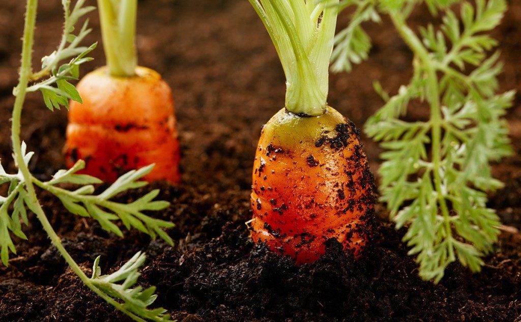 Морковь полезные свойства