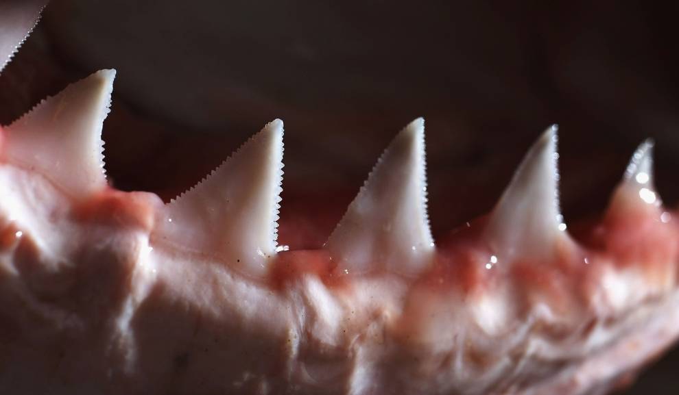 Острые зубы белой акулы