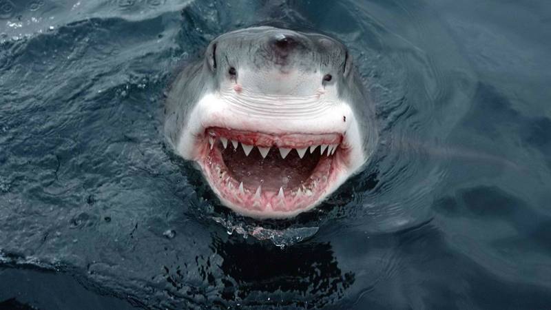 Пасть акулы фото
