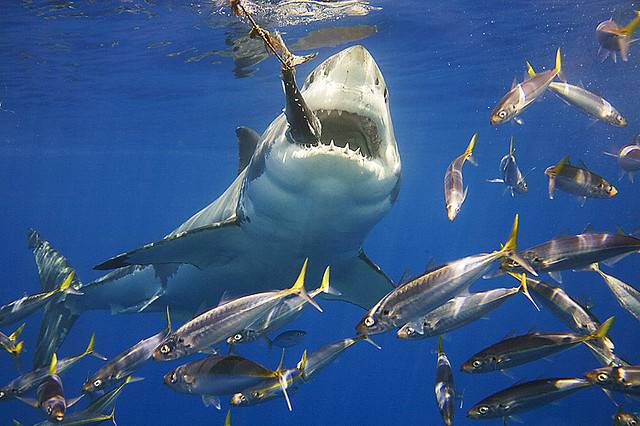 Пища акул