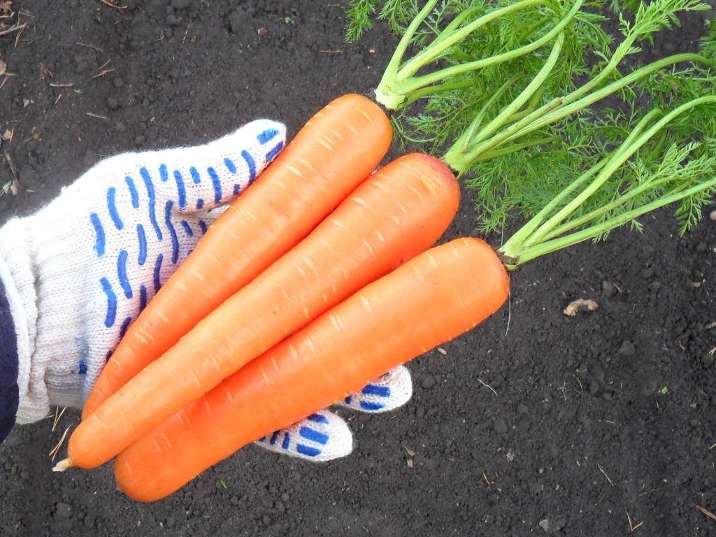 Ранний сорт моркови «Забава»