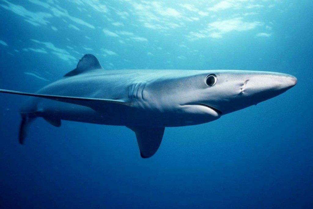 Синяя (голубая) акула (лат. Prionace glauca)