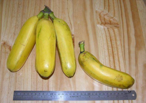 Сорт банана Гро-Мишель (Gros Michel)