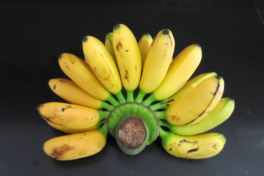 Сорт банана Дамский пальчик (Lady Finger)