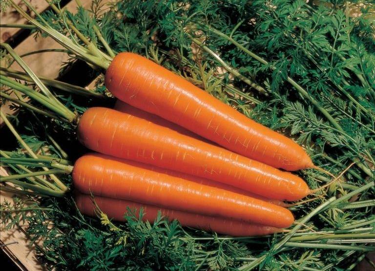 Сорт моркови «Флаккоро»