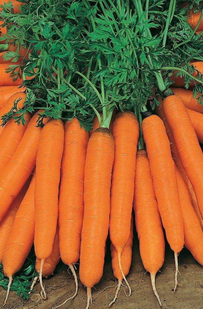 Сорт ранней моркови «Амстердамская»