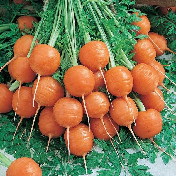 Сорт ранней моркови «Парижская Каротель»