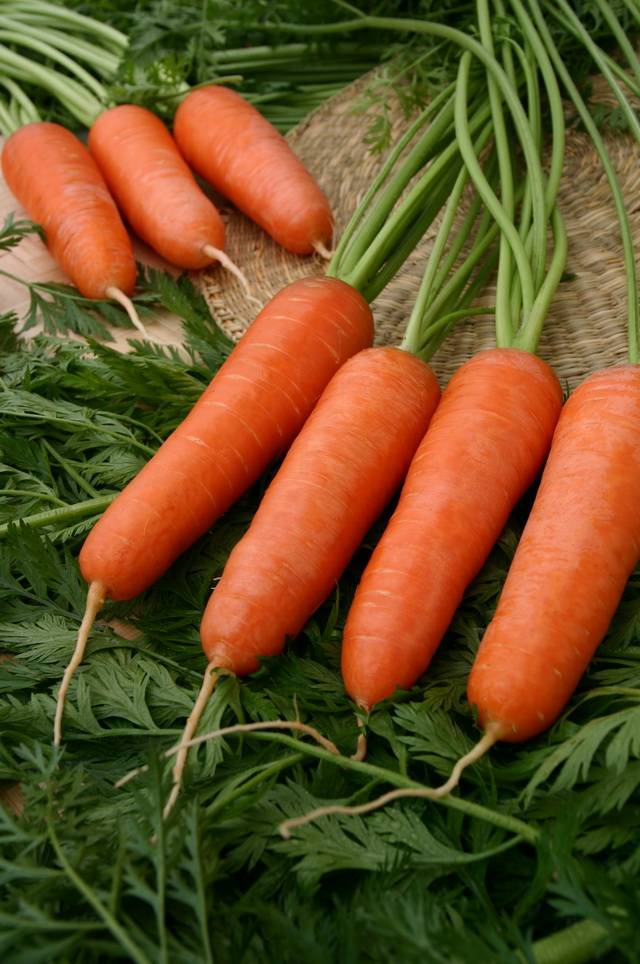 Среднеспелая морковь «Красный великан»