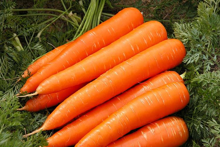 Среднеспелый сорт моркови «Витаминная»