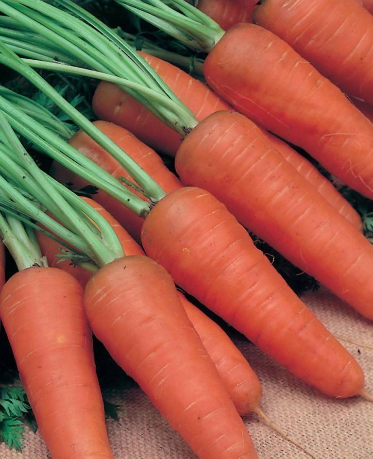 Среднеспелый сорт моркови «Шантанэ»