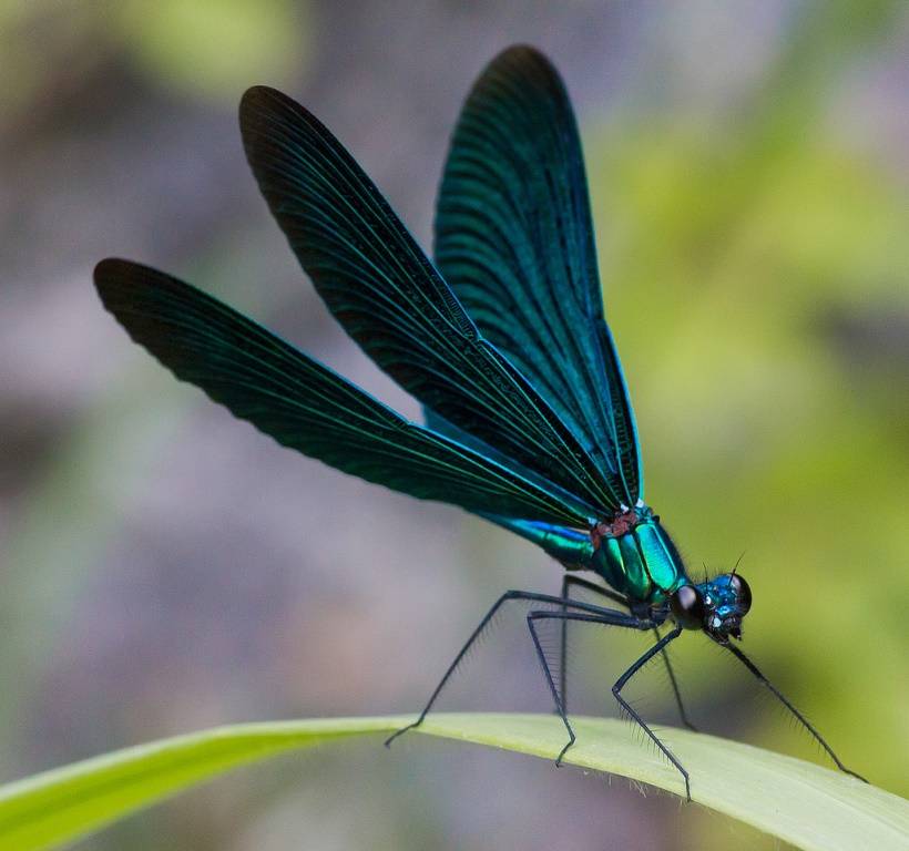 Стрекоза с синими крыльями Красотка-девушка или красотка тёмнокрылая (лат. Calopteryx virgo)