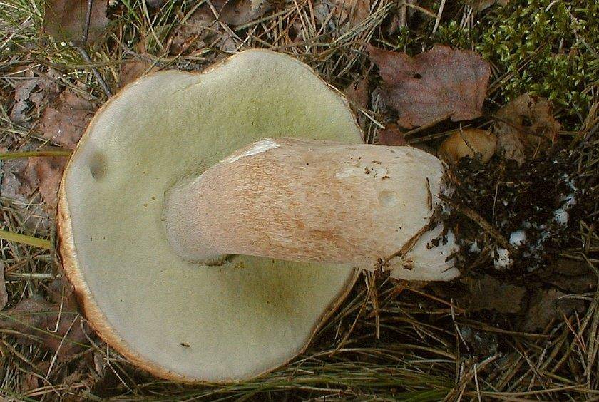 Трубчатый слой белого гриба