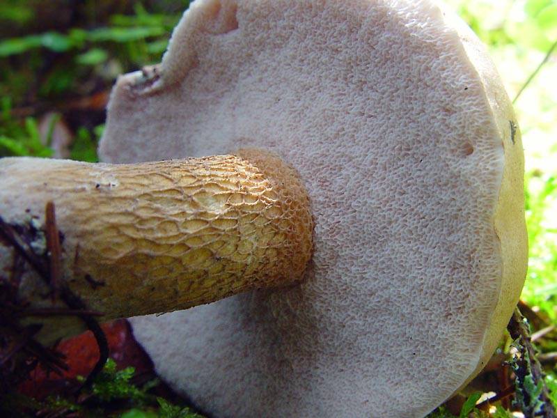 Трубчатый слой желчного гриба
