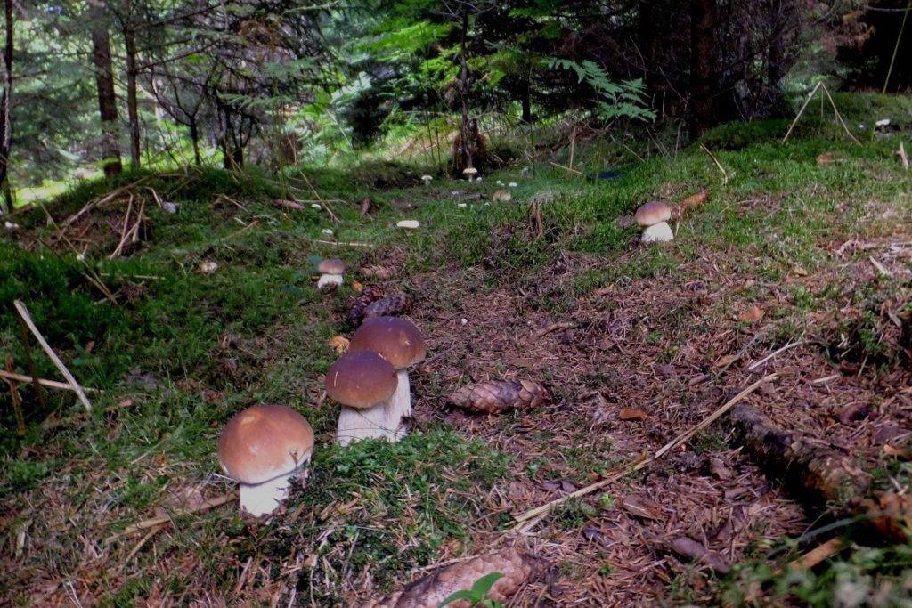 Фото белых грибов в лесу
